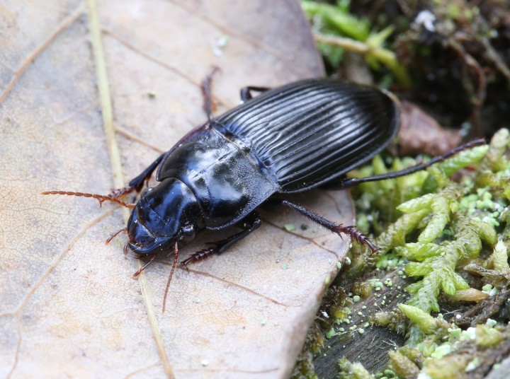 Murky Ground Beetle